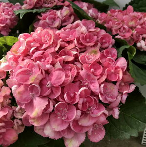 苗 アジサイ ピンク 植木 盆栽の人気商品 通販 価格比較 価格 Com