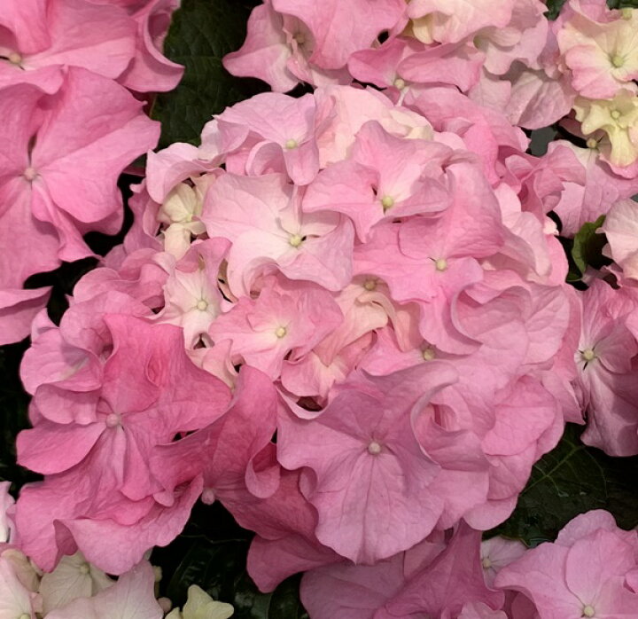 楽天市場 花咲き過ぎ 傷み アジサイ 紫陽花 あじさい クレイジーテンシア ピンク ５号苗 年入荷株 千草園芸