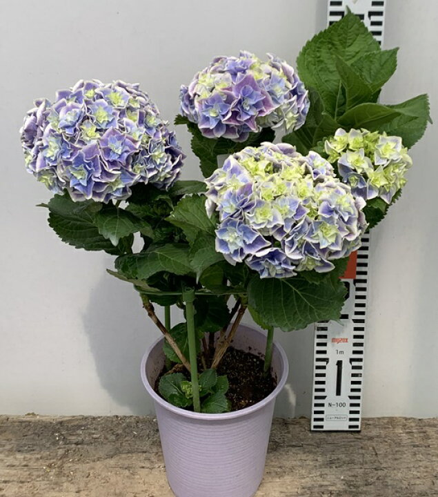 楽天市場 屋外管理苗 アジサイ 紫陽花 あじさい 花鳥風月 カチョウフウゲツ 6号 C14 千草園芸 楽天市場 屋外管理苗 アジサイ 紫陽花 あじさい 花鳥風月 カチョウフウゲツ 6号 C14 千草園芸