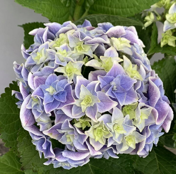 楽天市場 屋外管理苗 アジサイ 紫陽花 あじさい 花鳥風月 カチョウフウゲツ 6号 C14 千草園芸 楽天市場 屋外管理苗 アジサイ 紫陽花 あじさい 花鳥風月 カチョウフウゲツ 6号 C14 千草園芸