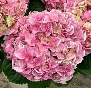 苗 アジサイ ピンク 生花の人気商品 通販 価格比較 価格 Com