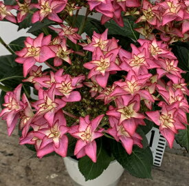 【開花株】アジサイ（紫陽花、あじさい）　いろは（イロハ）　5号鉢植え【24年入荷株】