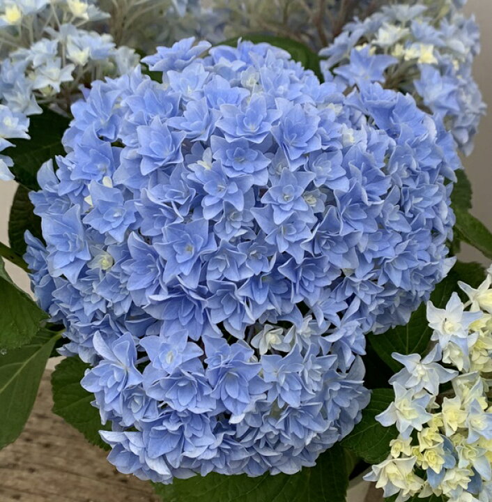 楽天市場 秋色 花傷み アジサイ 紫陽花 あじさい 星てまり ホシテマリ ブルー 5号苗 22年入荷株 千草園芸