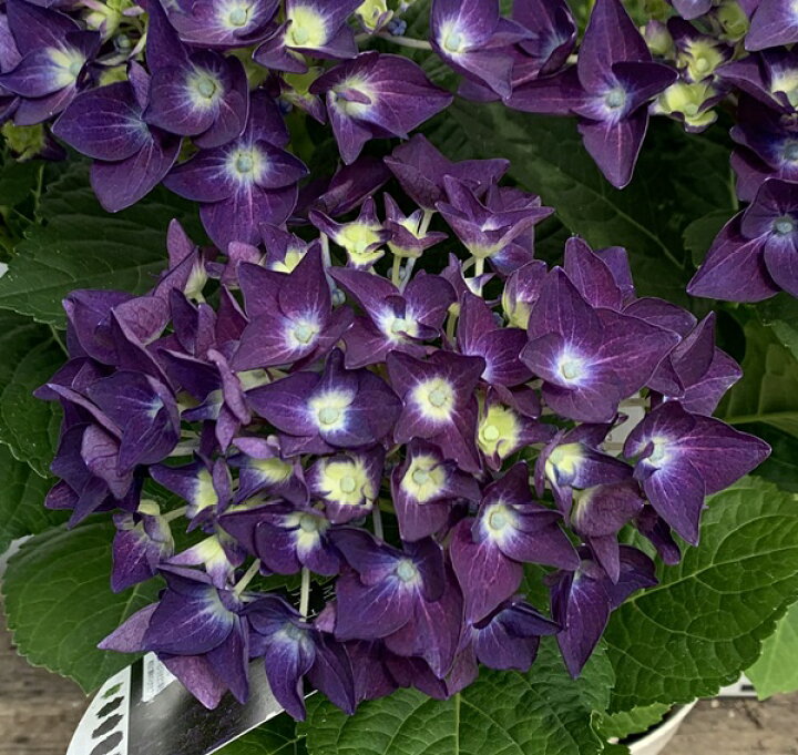 楽天市場 開花株 アジサイ 紫陽花 あじさい ディープパープル ５号 22年入荷株 千草園芸
