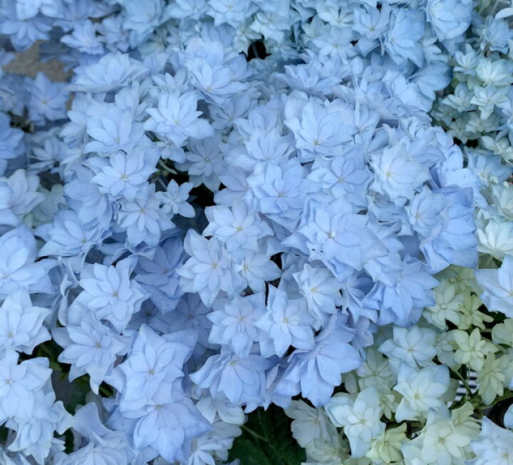 楽天市場 花終わり アジサイ 紫陽花 あじさい 美雲 ミクモ 6号苗 21年入荷株 千草園芸