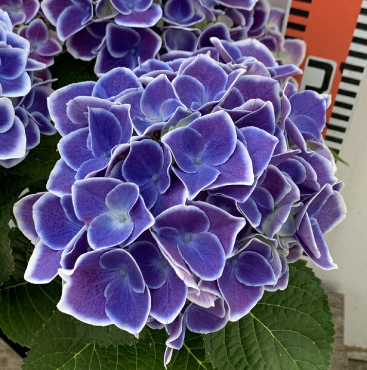 楽天市場 花終わり アジサイ 紫陽花 あじさい Hbaチボリ ブルー 5号鉢植え 21年入荷株 千草園芸