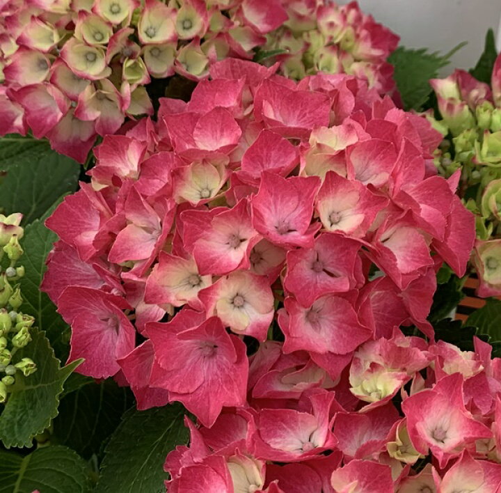 楽天市場 花傷み アジサイ 紫陽花 あじさい シティーライン パリ ５号苗 年入荷株 千草園芸
