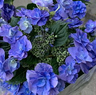 【花終わり】アジサイ（紫陽花・あじさい）　フェアリーマーブル　ブルー　5号鉢植え苗【26年入荷株】