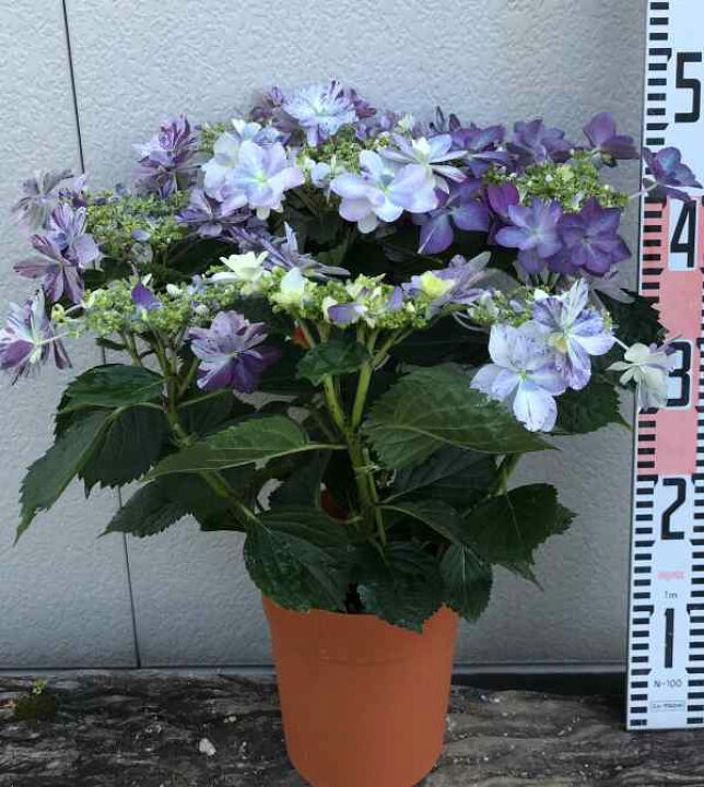 楽天市場】【予約品】【開花株】アジサイ（紫陽花、あじさい） 衣純 