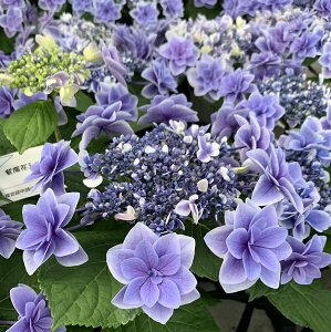 yԏIzAWTCizԁAj_~ՁiK~REju[ip[vj@6cy25N׊z