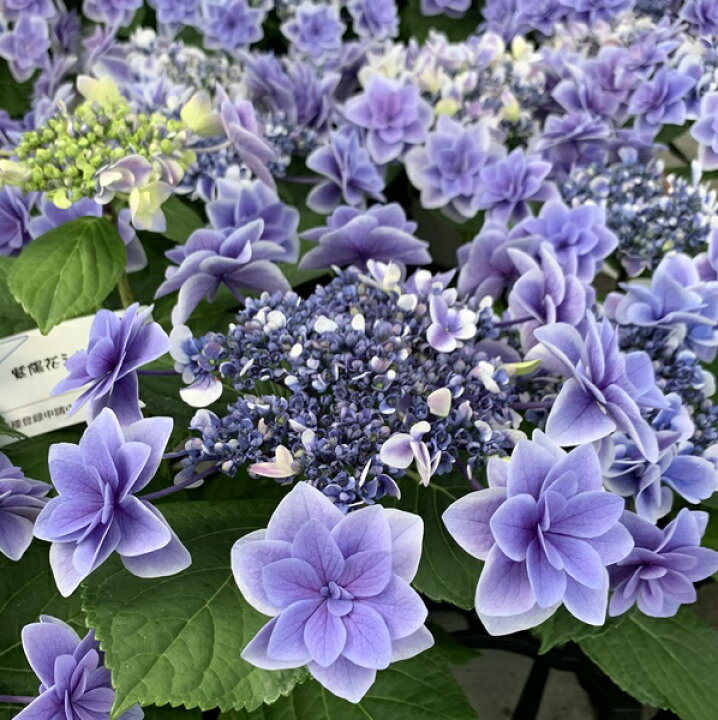 楽天市場 選べる現品発送 開花株 アジサイ 紫陽花 あじさい 女神降臨 メガミコウリン ブルー 8号大鉢苗 21年入荷株 千草園芸