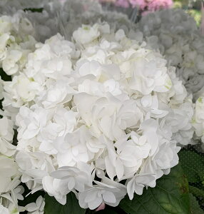 2026NJԌ݊yOǗczAWTCizԁEjvZX@A@4c(e04)