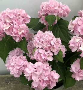 あじさい てまりてまりの通販 価格比較 価格 Com