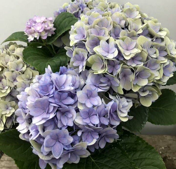 楽天市場 秋色 アジサイ あじさい 紫陽花 フェリナ パープル系 4号鉢苗 年入荷株 千草園芸