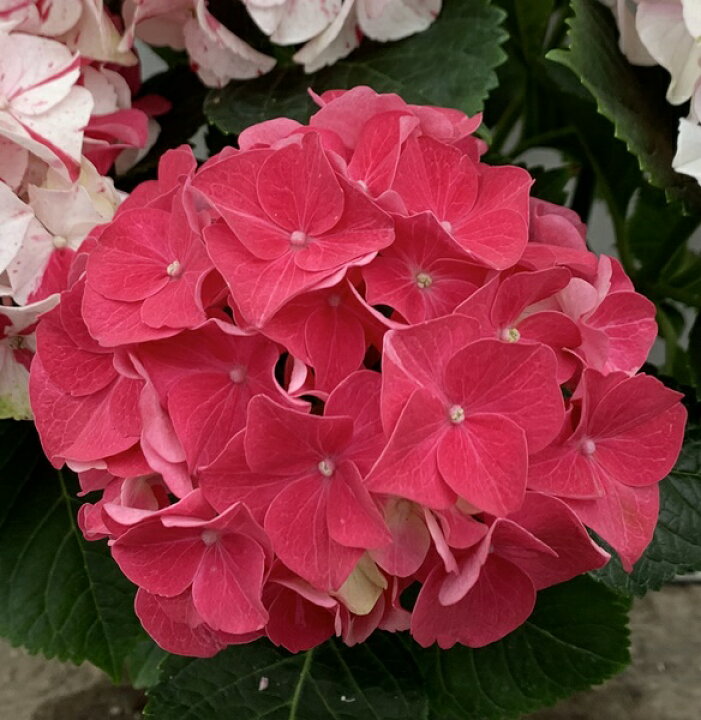 楽天市場 開花株 アジサイ 紫陽花 あじさい 新品種 寿 コトブキ 4号苗 22年入荷株 千草園芸 楽天市場 開花株 アジサイ 紫陽花 あじさい 新品種 寿 コトブキ 4号苗 22年入荷株 千草園芸