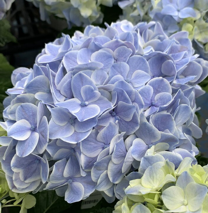 楽天市場 屋外管理苗 アジサイ 紫陽花 あじさい 夢と希望 ユメトキボウ 6号鉢植え 22年入荷株 K04 千草園芸
