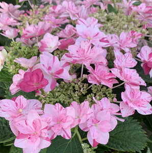 アジサイ 鉢植え 5号 生花の人気商品 通販 価格比較 価格 Com