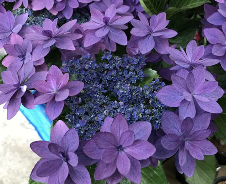 楽天市場 現品発送 自然開花株 アジサイ ダンスパーティー ハッピー パープル 根巻き大株 Z 千草園芸