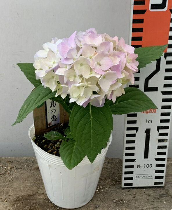 楽天市場 開花株 アジサイ 紫陽花 霧島の恵 3号小苗 年入荷株 千草園芸