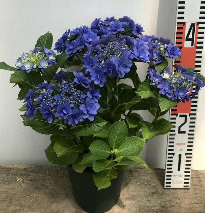 楽天市場 花終わり アジサイ 紫陽花 あじさい 卑弥呼 ヒミコ 6号苗 21年入荷株 千草園芸