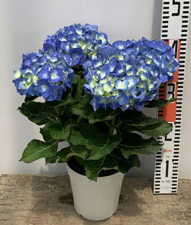 アジサイ 西安 5号鉢 あじさい 紫陽花 鉢植えアジサイ 70 Off あじさい