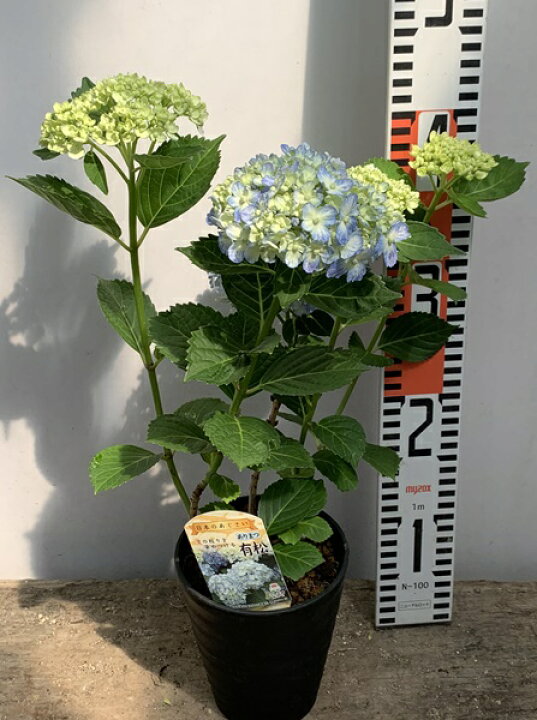 楽天市場 開花株 アジサイ 紫陽花 あじさい 有松 アリマツ 4号苗 21年入荷株 千草園芸 楽天市場 開花株 アジサイ 紫陽花 あじさい 有松 アリマツ 4号苗 21年入荷株 千草園芸