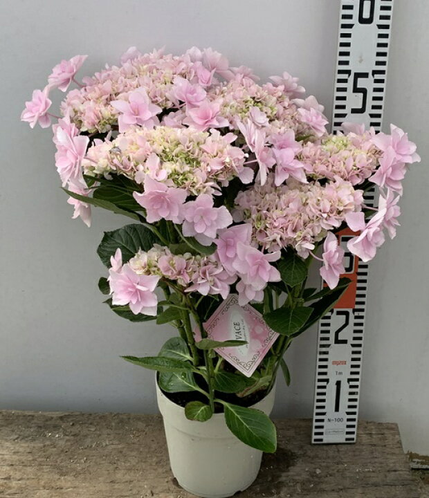 市場 現品発送1 屋外管理苗 アジサイ 紫陽花 花終わり
