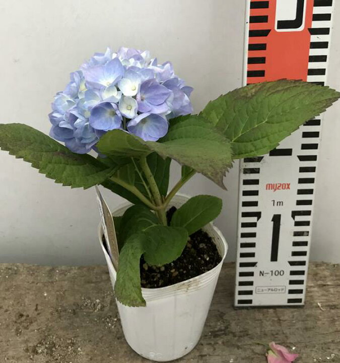 楽天市場 開花株 アジサイ 紫陽花 霧島の恵 3号小苗 年入荷株 千草園芸