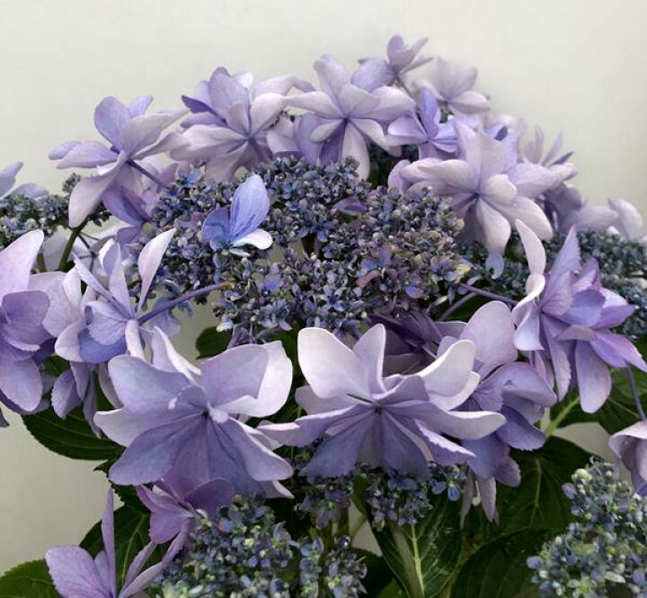 楽天市場 屋外管理苗 花終わり アジサイ 紫陽花 あじさい ダンスパーティー 5号苗 Z04 1 千草園芸