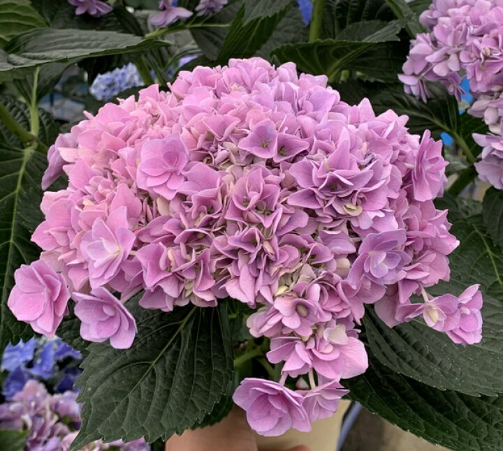 楽天市場 花終り アジサイ 紫陽花 あじさい もこもこたん モコモコタン ピンク パープル 6号鉢 年入荷株 C11 千草園芸