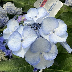 紫陽花 鉢 植木 盆栽の人気商品 通販 価格比較 価格 Com