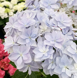 アジサイ 鉢植え 5号 生花の人気商品 通販 価格比較 価格 Com アジサイ 鉢植え 5号 生花の人気商品 通販 価格比較 価格 Com