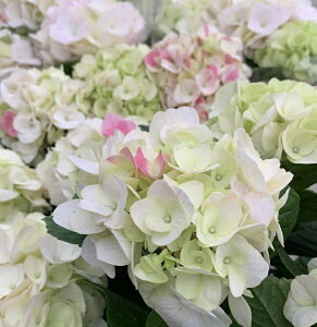 アジサイ 鉢植え 苗の人気商品 通販 価格比較 価格 Com