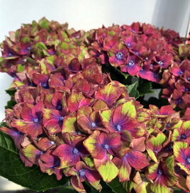 楽天市場 樹木コーナー アジサイ アジサイ マジカルシリーズ 千草園芸