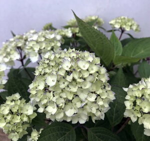 苗 ヤマアジサイの人気商品 通販 価格比較 価格 Com