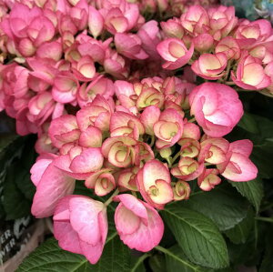 苗 アジサイ 紫陽花 生花の人気商品 通販 価格比較 価格 Com