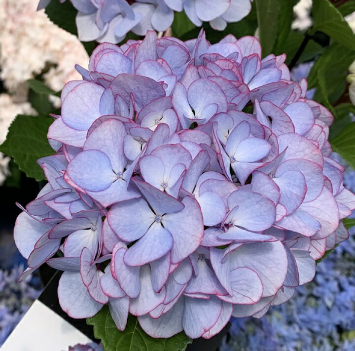 楽天市場 屋外管理苗 アジサイ 紫陽花 あじさい トワイライトドリーム 6号鉢植え D07 1 千草園芸