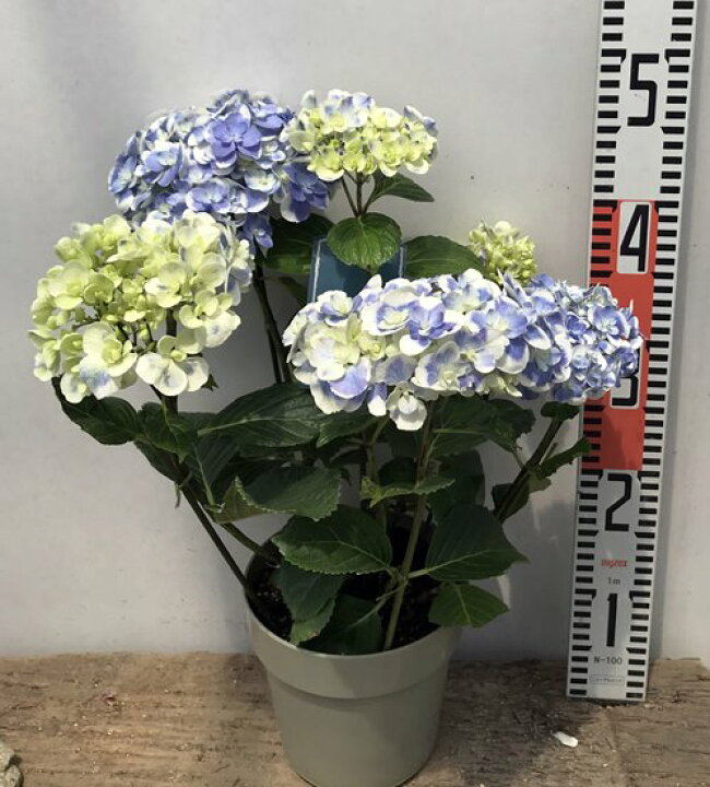 アジサイ 品種不明 5号鉢 あじさい 紫陽花 鉢植えアジサイ 21年激安 あじさい アジサイ 品種不明 5号鉢 あじさい 紫陽花 鉢植えアジサイ 21年激安 あじさい