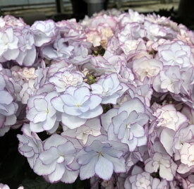 楽天市場 アジサイ 万華鏡 ピンクの通販