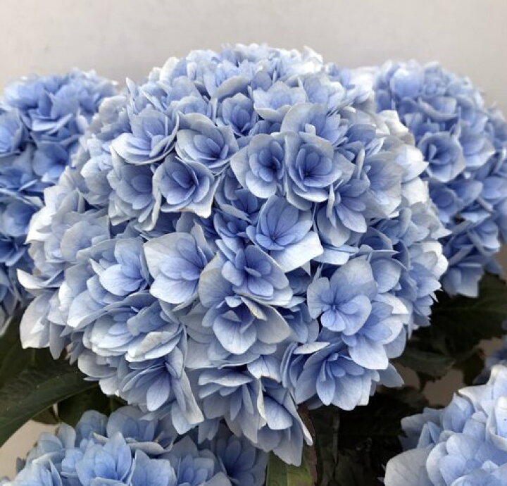 楽天市場 屋外管理苗 花終わり 新品種アジサイ 紫陽花 あじさい ポージーブーケ エリィー 7号苗 E03 千草園芸 楽天市場 屋外管理苗 花終わり 新品種アジサイ 紫陽花 あじさい ポージーブーケ エリィー 7号苗 E03 千草園芸