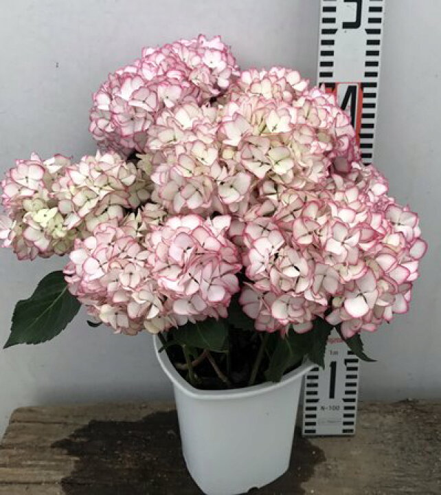 楽天市場 開花株 アジサイ 紫陽花 あじさい 未来 ミライ 5号苗 21年入荷株 千草園芸
