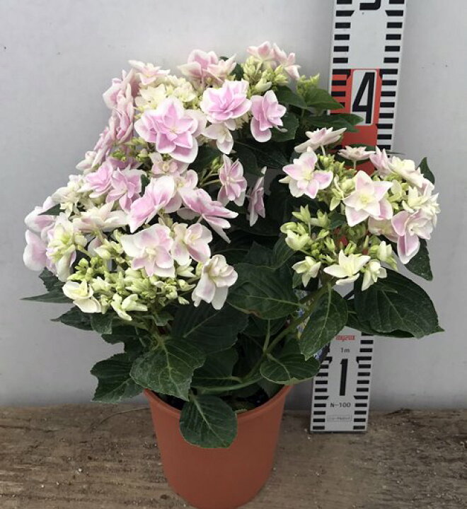 楽天市場 花傷み アジサイ コンペイトウ スマイル ピンク 5号苗 21年入荷株 千草園芸