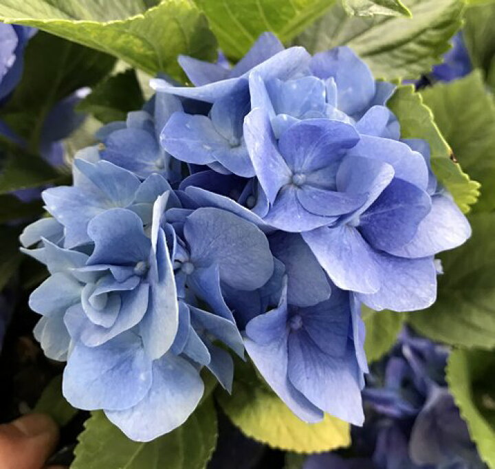 楽天市場 屋外管理苗 アジサイ 紫陽花 ハイドランジア エメラルド4号苗 C12 千草園芸