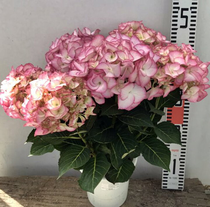 楽天市場 花終わり アジサイ 紫陽花 あじさい マリーアントワネット 6号苗 21年入荷株 千草園芸