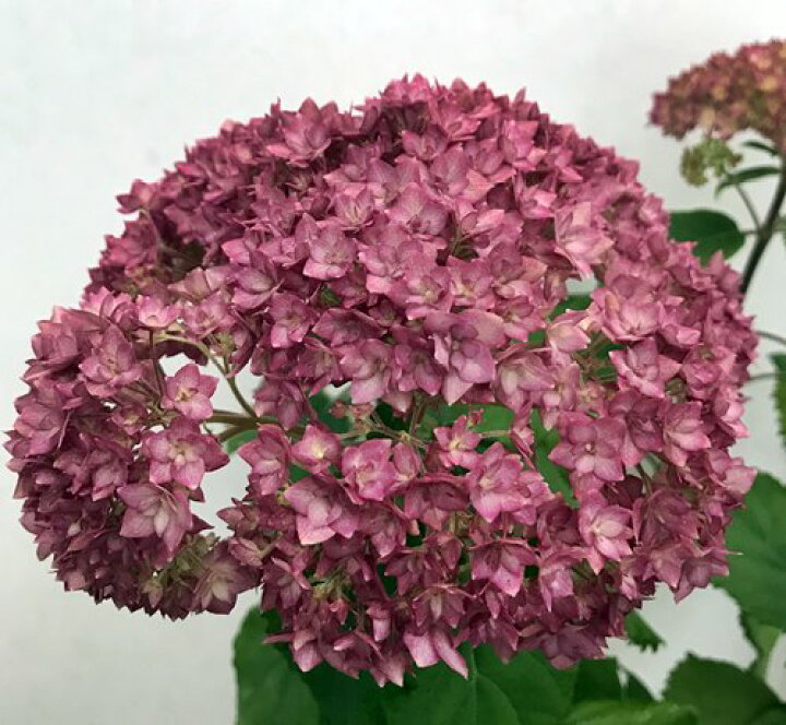 楽天市場 屋外管理苗 ピンクのアジサイ 紫陽花 あじさい ピンクアナベル ベラアナ 6号苗 Z2 3 千草園芸