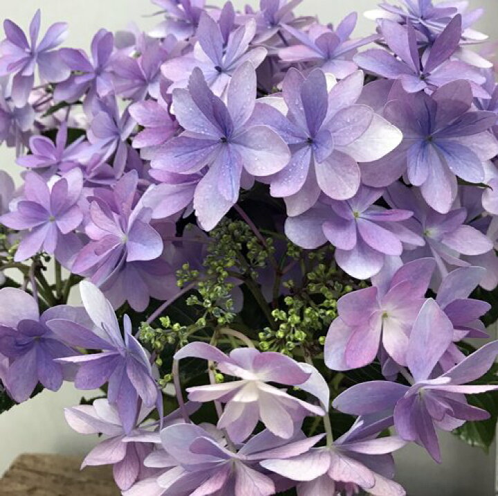 楽天市場 開花株 アジサイ 紫陽花 あじさい ダンスパーティー ブルー パープル 5号鉢植え 22年入荷株 千草園芸