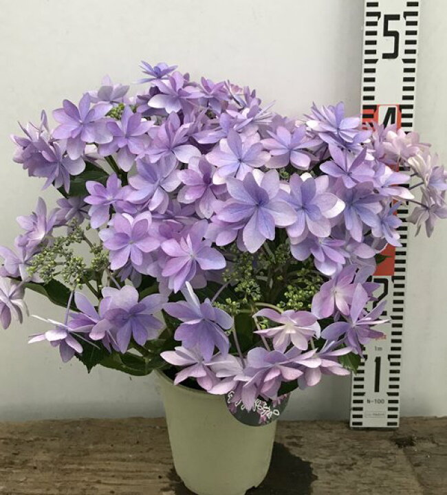 楽天市場 花傷み アジサイ 紫陽花 あじさい ダンスパーティー ブルー パープル 5号鉢植え 21年入荷株 千草園芸