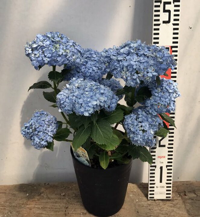 楽天市場 花咲き過ぎ アジサイ 紫陽花 あじさい 有松 アリマツ 5号鉢 21年入荷株 千草園芸