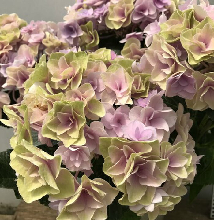 楽天市場 花傷み 秋色 アジサイ 紫陽花 あじさい フェアリーアイ ピンク 5号鉢苗 21年入荷株 千草園芸