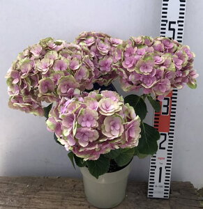 秋 アジサイ 植木 盆栽の人気商品 通販 価格比較 価格 Com 秋 アジサイ 植木 盆栽の人気商品 通販 価格比較 価格 Com